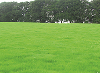 Importance of sulphur for grass and crop production