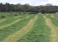 Don’t delay silage cutting date on your dairy farm