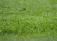 Grass 10 Weekly Update