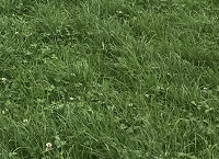 Could you grow 14Ton of grass with 200 units of Nitrogen?