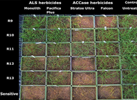 Grass weeds and herbicide resistance in crop production