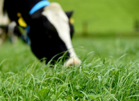Summer Grassland Management