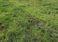 Maximising Grass in the dairy cow diet