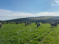 How these dairy farmers more than halved chemical nitrogen applications