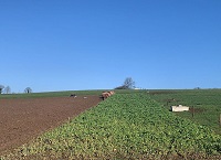 Alternative Forage Crops for Winter 2022