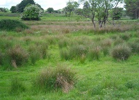 MCPA and rushes