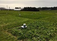 Saoirse wins International Award for her Teagasc multi-species sward research