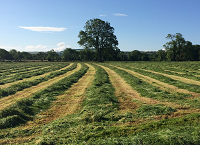 Better silage pays off for the Dodgers