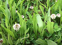 Signpost farmer update: All set for breeding and trialling plantain