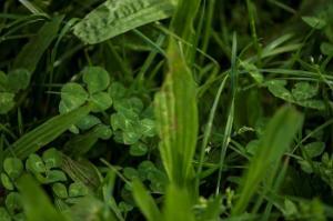 Multispecies swards and reduced nitrogen: A win-win for dairy farming