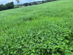 Autumn grassland management and looking ahead to 2025
