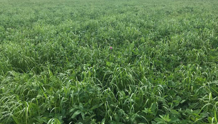 Red Clover & Multi species swards - something to consider in 2025?