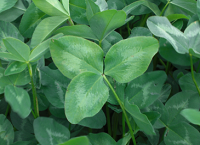Red clover a winner on suckler farms