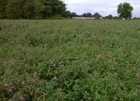 Red clover: Availing of the benefits on beef farms
