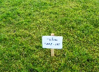 Sward height is key to lamb growth