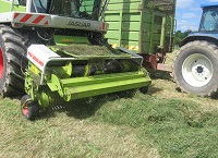 Making high feed value silage for sheep