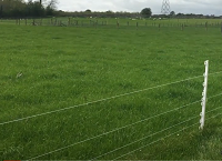 Temporary fencing for sheep
