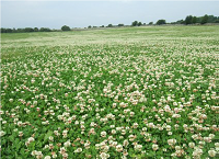 Nitrogen rate effect – research update
