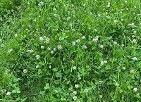 Conditions come good for establishing clover