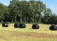 A win for grazing and a win for winter feed