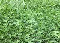Research Trial Update Clonakilty Agricultural College