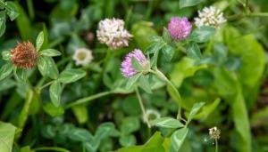 Assessing farmers’ attitudes towards including a multi-species sward on their farm