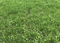 Make reseeding a priority