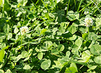 Steps to Take when Considering Converting to Organic Farming