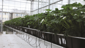 Innovation drivers in horticulture