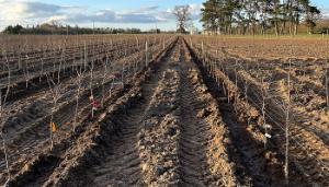 Developing an Irish apple sector