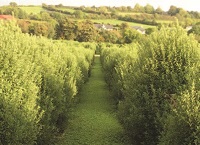 Outdoor Cut Foliage