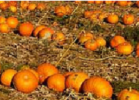 Halloween – What do you know?