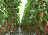 Horticulture sector continues to face input price inflation