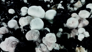 Going viral: How viruses can help fight mushroom pathogens