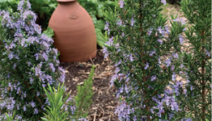 Grow herbs to give your garden a touch of the Mediterranean