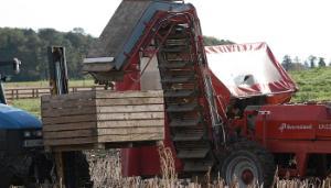 Inflation and weather double whammy for vegetable sector