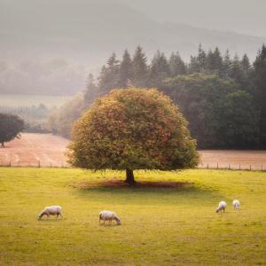 Winner of the ‘Trees on the Farm’ Category of the 2023 Teagasc Forest Photo Competition Announced