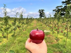 Rooting innovation: shaping Ireland’s apple future