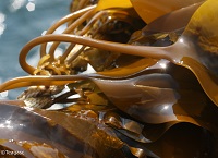 How seaweed can be used as a medicine to fight infection