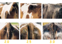 Body Condition Scoring and Minerals Vital Pre-Calving