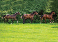 Controlling weeds in the horse paddock