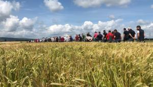 Highlights from the Teagasc Crops Open Day