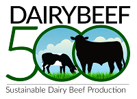 DairyBeef 500 Newsletter – December 2022