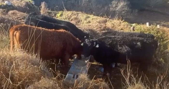Returning Dexter cattle to the hills of Kerry