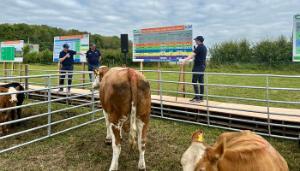 Five-star cows deliver more