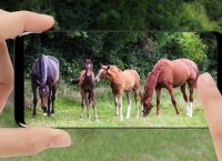 Winner of ‘Equine Farming and Biodiversity’ Photo Competition Announced