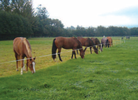 Equine Nutrition and Digestion