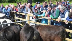 More options and higher profits from high CBV animals