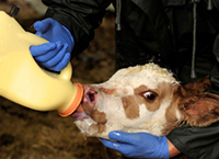 Colostrum – Liquid Gold