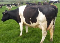 Feeding for fertility in the lead up to breeding season